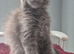 Maine Coon kittens Glasgow
