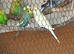 Approve breeding pair