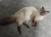 Male Ragdoll