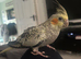 Cockatiels for rehoming