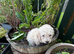 Adorable toy poodle pups