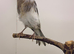 Joblots canary&rsquo;s available