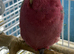 Baby galah cockatoo