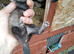 Ferrets for sale ready now