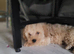 Apricot Miniature Poochon Boys