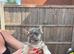 French bulldog pups
