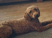 Miniature poodles