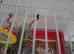 Baby budgies
