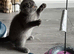 Beautiful Scottish Fold & Straight Kittens, Tica Registered