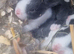 3 dutch rabbits - ready 30th september