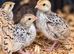 Bobwhite Quail Chicks