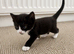 Adorable black and white female kitten – available to reserve