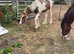 Outstanding yearling to make 16hh