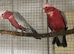 proven breeding Gallah cockatoo pair