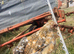 Pekin growers