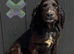 Kc cocker spaniel boy 17 dna health tested clear