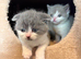 British Shorthair Cross (Scottish Fold)