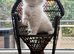 2 Twin mitted tabby boys