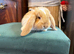1 Pure French Lop Doe Left
