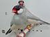 Proven pair of silver java sparrow for sale