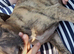 Stunning top quality lurcher puppies