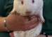 Trio of male Guinea Pigs & full setup!
