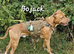 Rescue dogs searching for their furever homes
