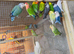 Lovebirds for sale