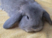 Beautiful Mini lop looking good a home