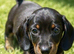 Gorgeous miniature dachshund puppies