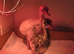 3 rhea chicks