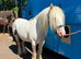 Cob mare