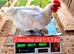 La Bresse - Only hatching eggs