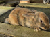 Mini lop cross Rex bunnies