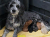 Toy Poodles ***Ready now 1 BOY LEFT***