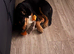 Beautiful female labdoodle cross sprocker