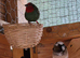 Gouldian and Parrot Finches for sale