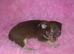 Small Chihuahua puppies 1 girl 2 boys vaccinated girl &pound;750.00 Boys &pound;650.00