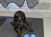 Chocolate and blue Merle puppy's