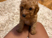 Toy poodle pup