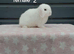 Purebred mini lop rabbits ready now