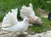 Indian fantails. ( Not all )