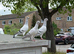 Healthy pigeons &pound;80