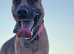 Mali cross shepard