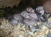 Lovely litter of Ferrets for sale