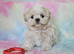 Imperial Shih Tzu X Maltese puppies