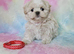 Maltese X Imperial Shih Tzu puppies