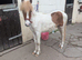 12 hh pony looking for a loving home