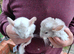 Twin Baby Chinchillas