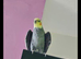 Cockatiel male